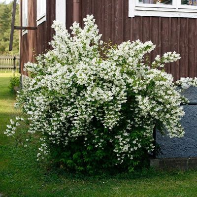 Жасмин Монблан Жасмин Монблан фото