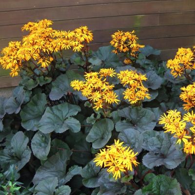 Бузульник Брит Мари Кроуфорд - Dolina-Sad.Ru