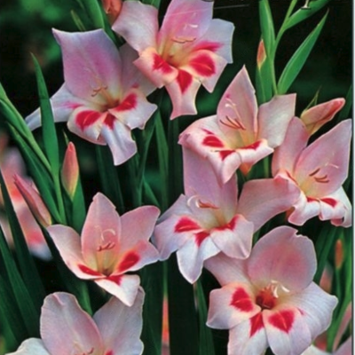 Гладиолус Эльвира Гладиолус Эльвира фото