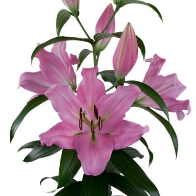 Лилия Белламонте Лилия Белламонте - Dolina-Sad.Ru