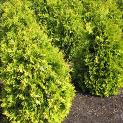 Туя западная Европа Голд Туя западная Европа Голд фото