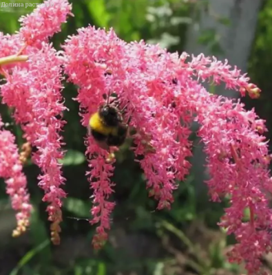 Астильба Страуссенфедер Астильба Страуссенфедер фото