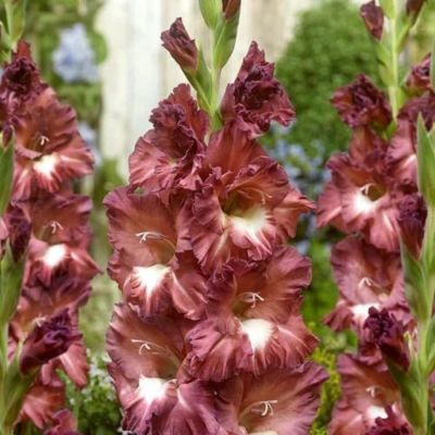 Гладиолус Босса Нова Гладиолус Босса Нова - Dolina-Sad.Ru