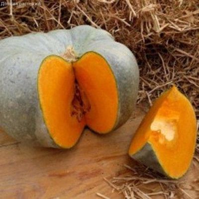 Тыква Волжская Серая Тыква Волжская Серая фото