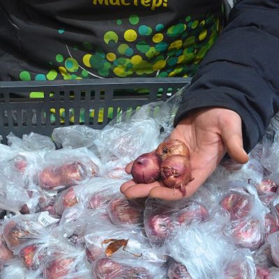 Гладиолус Старфайтер Гладиолус Старфайтер - Dolina-Sad.Ru