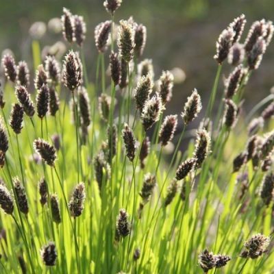 Сеслерия Гейфлера Сеслерия Гейфлера - Dolina-Sad.Ru