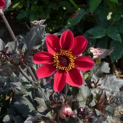 Георгина Ромео - Dolina-Sad.Ru