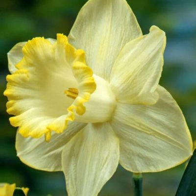 Нарцисс Лемон Шэйк Нарцисс Лемон Шэйк - Dolina-Sad.Ru