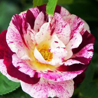 Роза Перпл Сплэш Роза Перпл Сплэш - Dolina-Sad.Ru