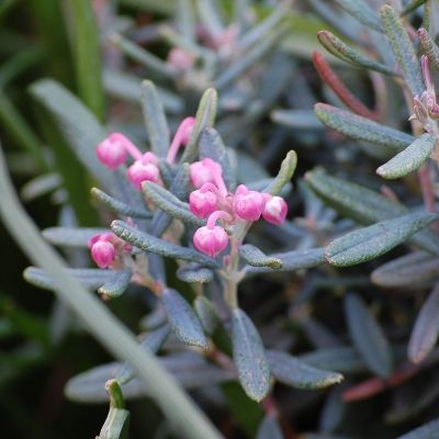 Андромеда многолистная Блю Лагун Андромеда многолистная Блю Лагун - Dolina-Sad.Ru