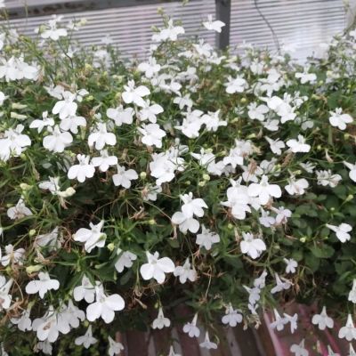 Лобелия Анабель Шоу Вайт - Dolina-Sad.Ru