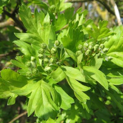 Боярышник однопестичный, С3 Боярышник однопестичный, С3 - Dolina-Sad.Ru