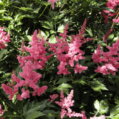 Астильба симплицифолия Кей Вест , x Астильба симплицифолия Кей Вест , x фото