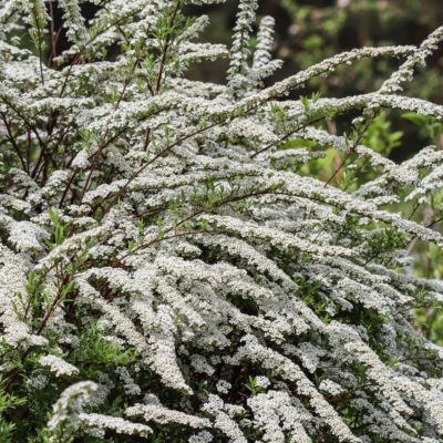 Спирея тунберга - Dolina-Sad.Ru