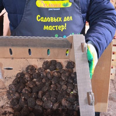 Бегония Махровая Ред Бегония Махровая Ред фото