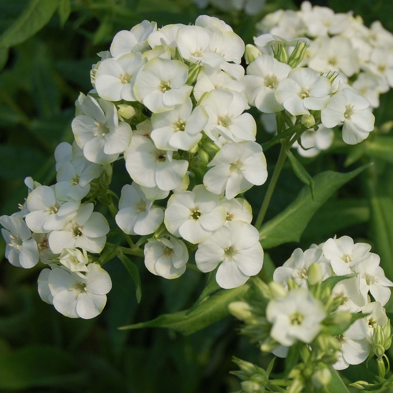 Флокс метельчатый Жадэ Флокс метельчатый Жадэ - Dolina-Sad.Ru