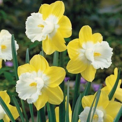 Нарцисс Пипит Нарцисс Пипит фото