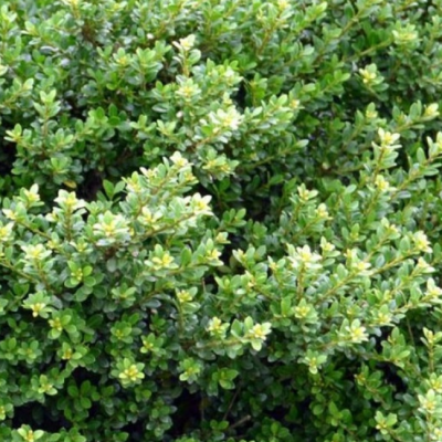 Падуб городчатый Глори Джем фото