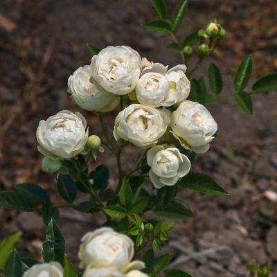 Роза Сновит Роза Сновит - Dolina-Sad.Ru