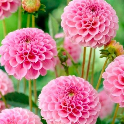 Микс Помпонных Георгин Розовый Микс Помпонных Георгин Розовый - Dolina-Sad.Ru